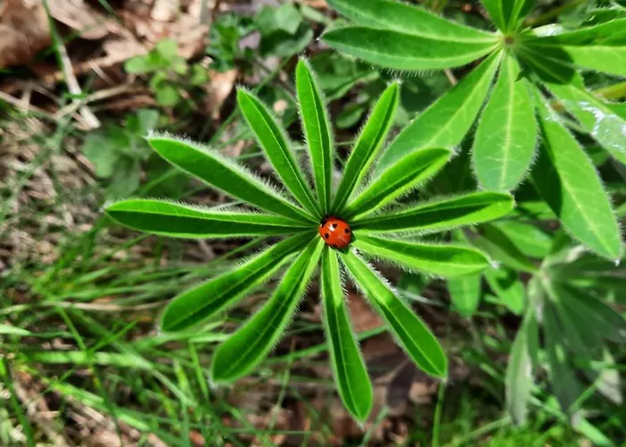 ゲストハウス Hubertus